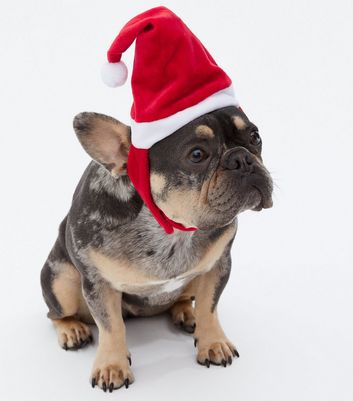 christmas hat dog